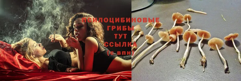 Галлюциногенные грибы Psilocybe  Углегорск 